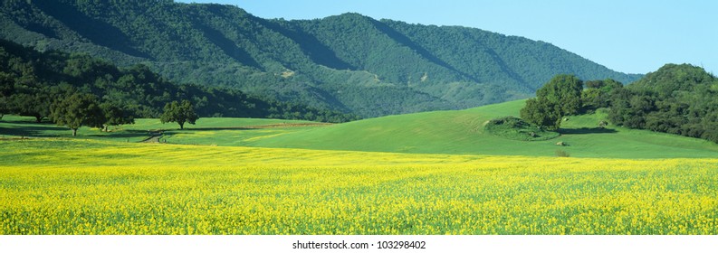 Mustard Fields, Upper Ojai, California