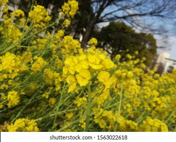 Mustard Flower Bloomed At The Campus Of Nagoya University, Japan