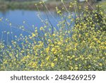 Mustard Flower blooms along the Hahamonga Watershed Park in Pasadena.