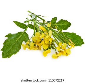 Mustard Flower Blossom, Canola Or Oilseed Rapeseed, Close Up , Isolated On White Background