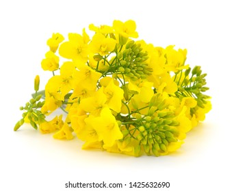 Mustard Flower Blossom, Canola Or Oilseed Rapeseed, Close Up , Isolated On White Background.