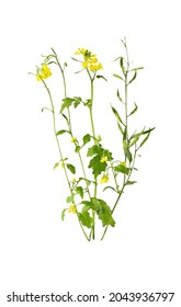 Mustard Flower Blossom, Canola Or Oilseed Rapeseed With Pod Isolated On White Background. Rape Oil. Brassica Napus.