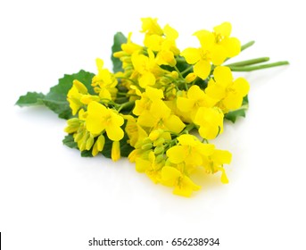 Mustard Flower Blossom, Canola Or Oilseed Rapeseed, Close Up , Isolated On White Background.