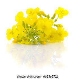 Mustard Flower Blossom, Canola Or Oilseed Rapeseed, Close Up , Isolated On White Background.