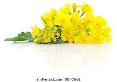 Mustard Flower Blossom, Canola Or Oilseed Rapeseed, Close Up , Isolated On White Background.