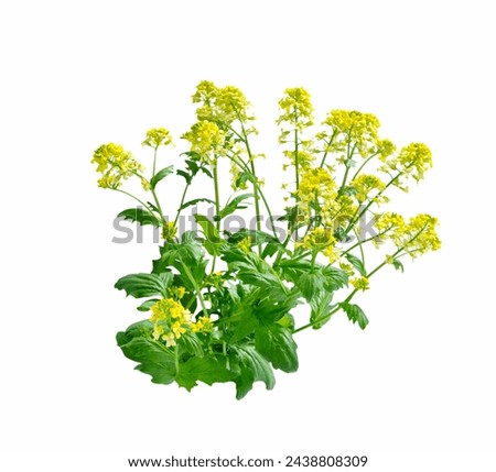 Mustard Flower blossom, Canola or Oilseed Rapeseed with pod isolated on white background. Rape oil. Brassica napus.