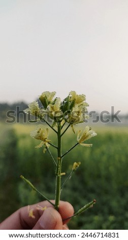 mustard flower, dew drops, Morning 
