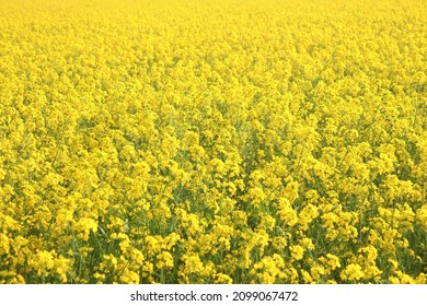 678 Mustard field in bangladesh Images, Stock Photos & Vectors ...