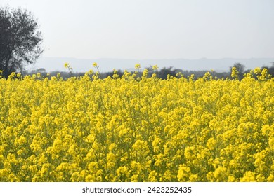 El campo flores mostaza