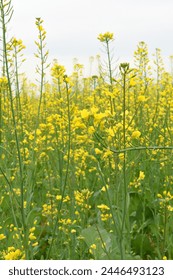 El campo la flor