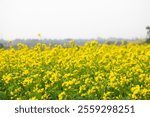 Mustard Flower in the field, Mustrad plant in field in winter time sunny day