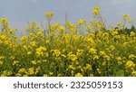 Mustard flower field with white blue sky in background landspace photo Dhaka Division, Bangladesh