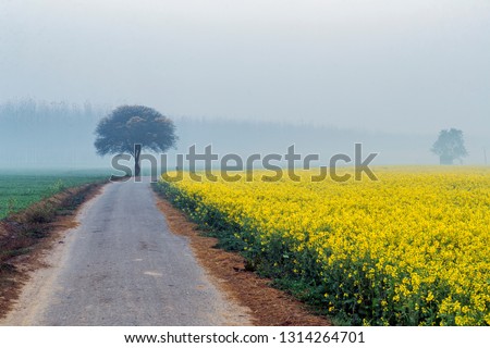 mustard flower in fields