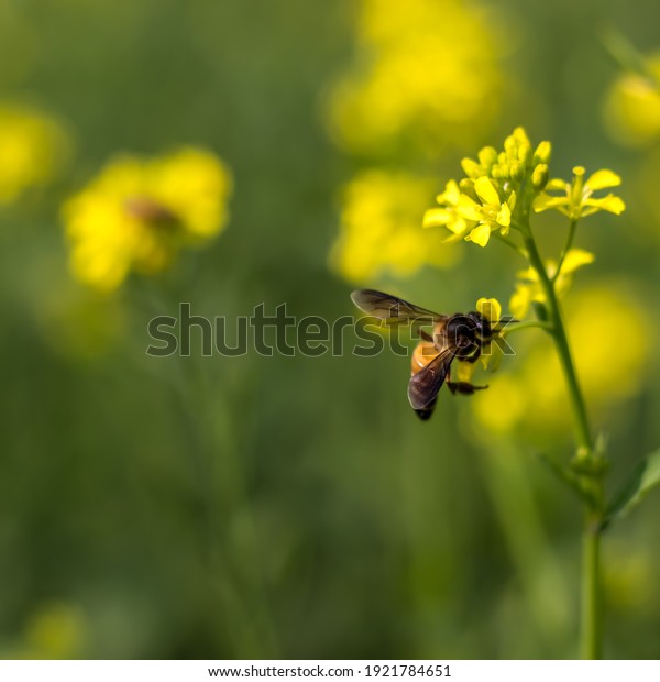 mustard flower with honey bee\
