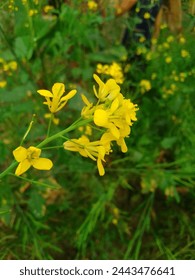Mustard flower honey helps in regulating the blood pressure in our body and improves skin glow. Also, mustard flower honey is well known for its taste and nutritio