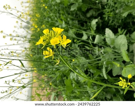 Mustard flower Photo Punjab Pakistan