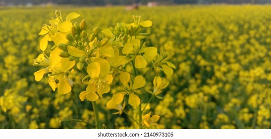 Mustard Flower And Mustard Plants Growing In India. Edible Oil Is Extracted From The Seeds Of These Flowers.