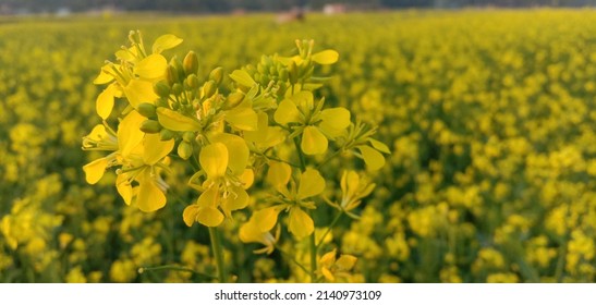 Mustard flower and Mustard plants growing in India. Edible oil is extracted from the seeds of these flowers.