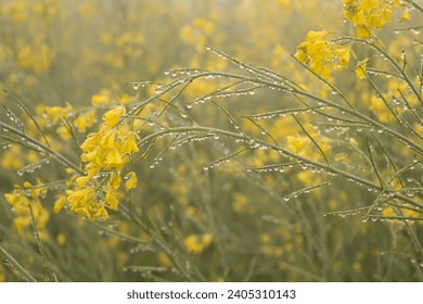 Mustard flowers field with dew drops in the morning, closeup