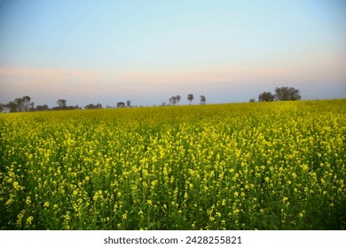 Mustard flowers field in Punjab - Powered by Shutterstock