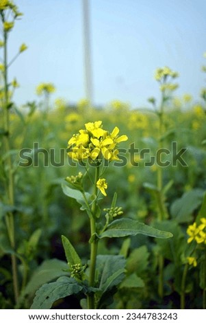 Mustard flowers are hermaphroditic and can self-pollinate. Other plants are not needed as pollinators. Pollination is either by wind or insects. Mustard seeds form pods and are about the size of a pea