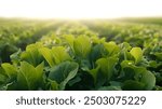 mustard greens in the mustard greens field for fresh vegetables