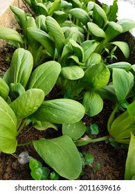 Mustard Greens Garden For Healty Food 