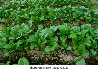 Mustard Greens Growing In Farm Fields