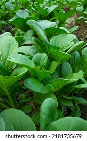 Mustard Greens Growing In Farm Fields