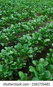 Mustard Greens Growing In Farm Fields