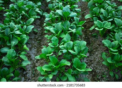 Mustard Greens Growing In Farm Fields