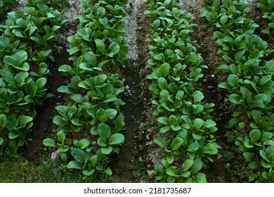 Mustard Greens Growing In Farm Fields