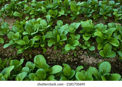 Mustard Greens Growing In Farm Fields