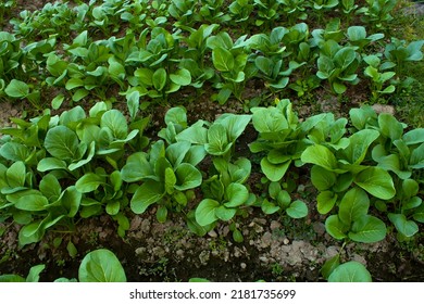 Mustard Greens Growing In Farm Fields