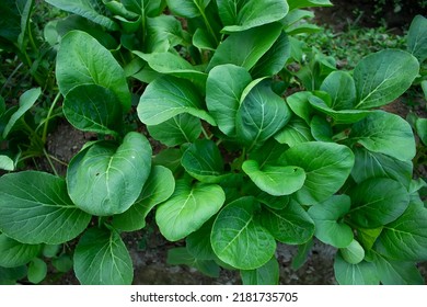 Mustard Greens Growing In Farm Fields