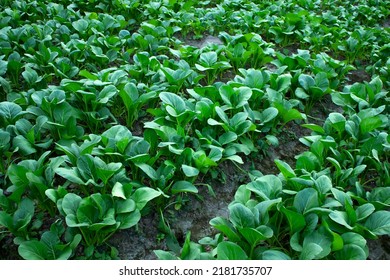 Mustard Greens Growing In Farm Fields