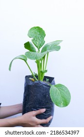 Mustard Greens In A Pot On A White Background