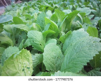 Mustard Greens In Vietnam, We Have Many Way To Recipe Like Pickled Mustard Greens, Simple Sauteed Mustard Greens Recipe