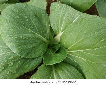 Mustard Stem Images Stock Photos Vectors Shutterstock