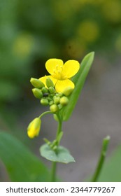 The mustard plant is any of the Brassica and Sinapis species of the Brassicaceae (mustard family). Mustard seeds are used as a spice. Edible leaves are eaten as mustard greens.