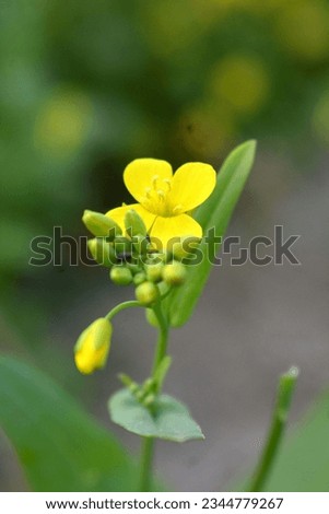 The mustard plant is any of the Brassica and Sinapis species of the Brassicaceae (mustard family). Mustard seeds are used as a spice. Edible leaves are eaten as mustard greens.