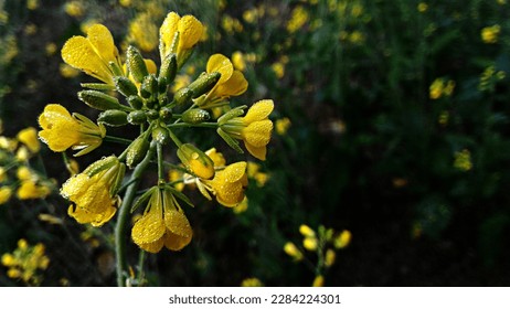 The mustard plant is any one of several plant species in the genera Brassica and Sinapis in the family Brassicaceae (the mustard family). Mustard seed is used as a spice. Grinding and mixing the seeds