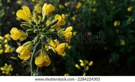 The mustard plant is any one of several plant species in the genera Brassica and Sinapis in the family Brassicaceae (the mustard family). Mustard seed is used as a spice. Grinding and mixing the seeds