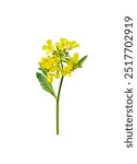 Mustard plant. Canola flower isolated. Yellow rape flowers. Rapeseed plant.