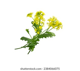 Mustard plant flowering isolated on white background. Wild mustard flowers.