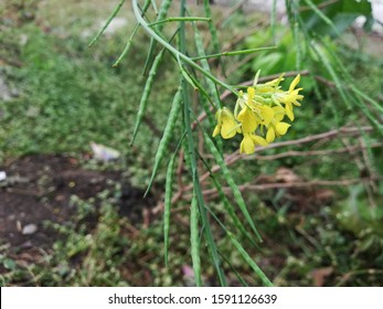 Mustard Plant , Leaf Mustard Flower 