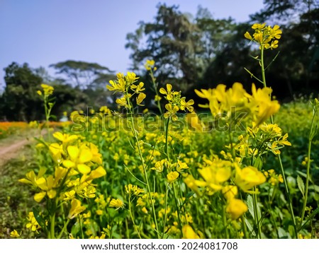 The mustard plant is a plant species in the genera Brassica and Sinapis in the family Brassicaceae. Mustard seed is used as a spice.