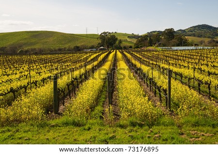 Mustard plants among the vines, Carneros Region, Napa, California