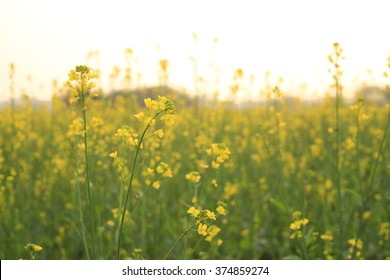 Mustard plants in blossom