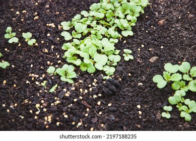 Mustard Plants And Seed On The Ground, Green Manure Cover Crop Sinapis Alba Seedlings In The Garden